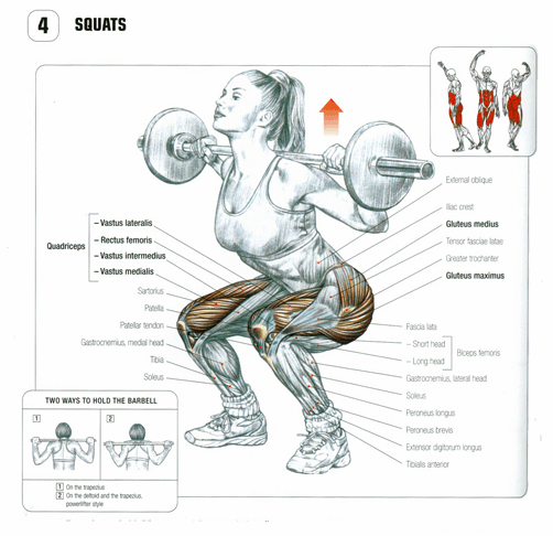 Squats Muscle Group 97